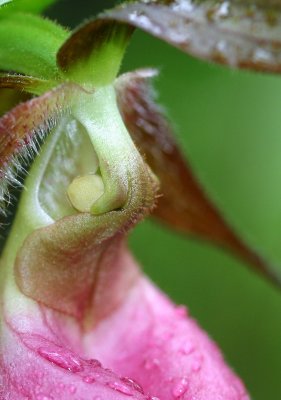 Orchidaceae