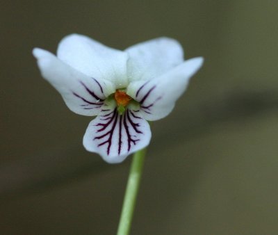Viola sp.