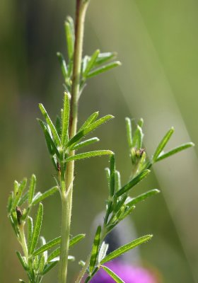 Fabaceae