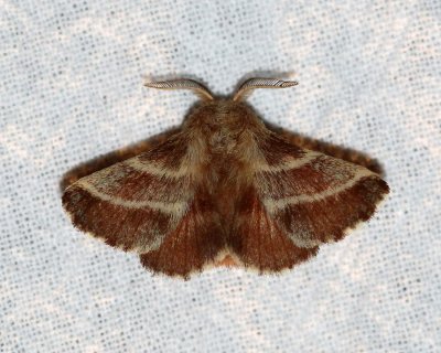 Lasiocampidae 