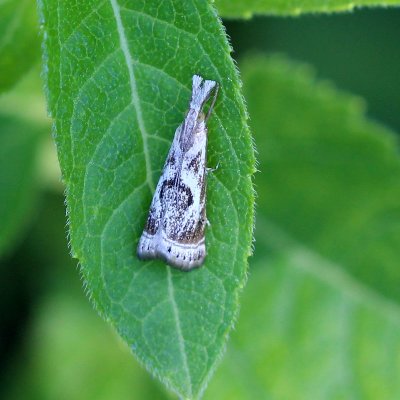 Microcrambus elegans