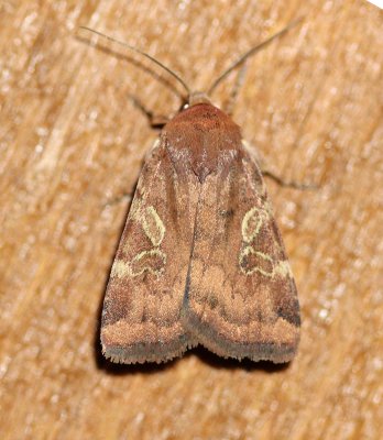 National Moth Week 2019