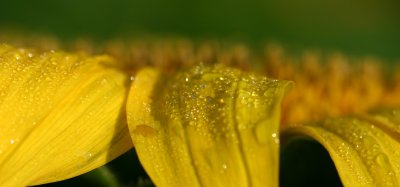 Dew on sunflower petals