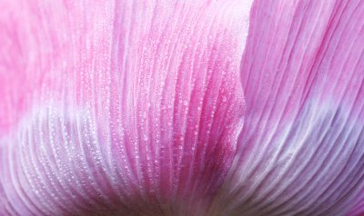 Dew on poppy flower