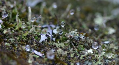 Raindrops balanced on lichen podetia