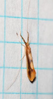 Trichoptera