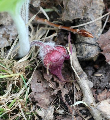 Aristolochiaceae