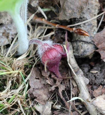 Asarum canadense