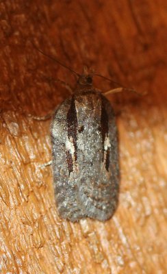 Acleris hastiana