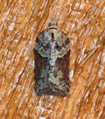 Acleris sp.