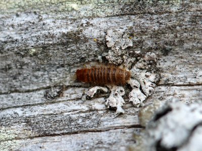 Dermestidae Larva