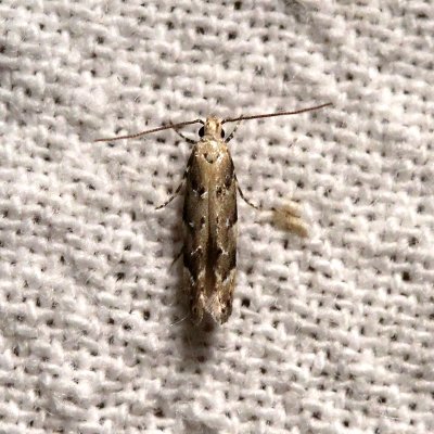 Coleotechnites coniferella