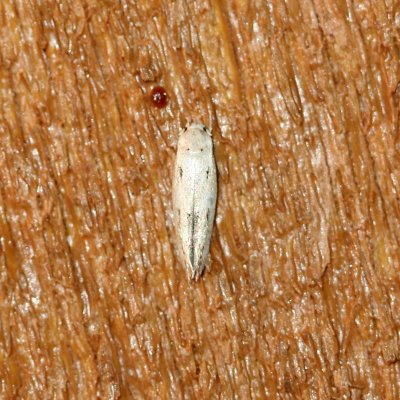 Momphidae