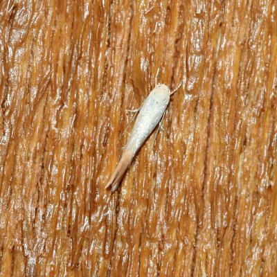 Elachista epimicta