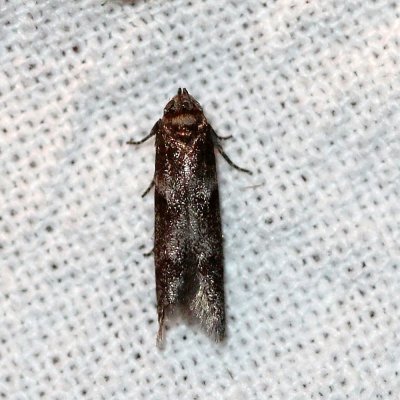 Blastobasis glandulella