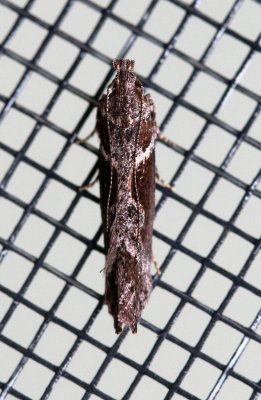 Gnorimoschema gallaesolidaginis