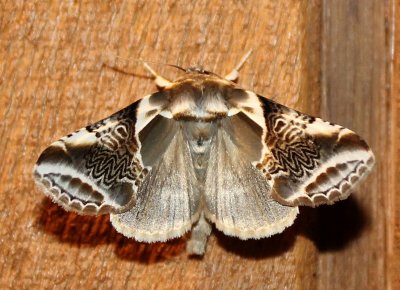 Drepanidae