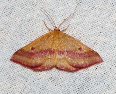 Haematopis grataria