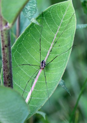 Opiliones