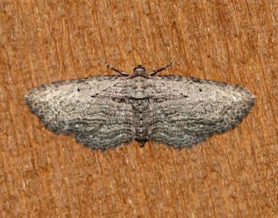 Eupitheciini