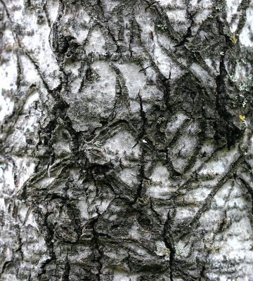 Aspen Bark