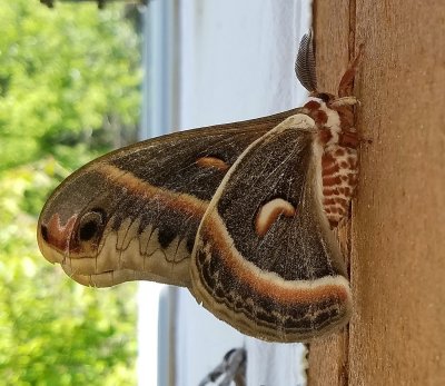 Hyalophora cecropia