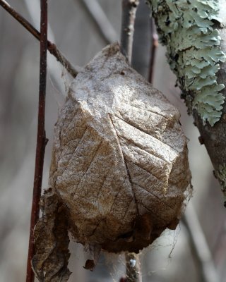 Hyalophora sp. cocoon