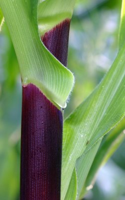 Painted Mountain Corn