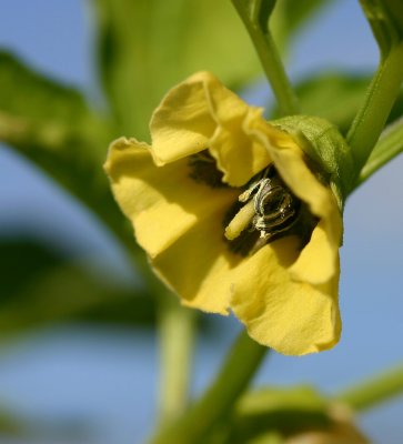 Tomatillo