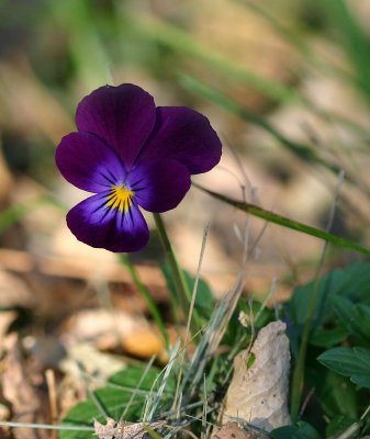 Viola