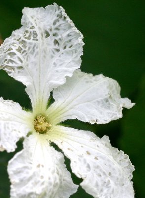 Cucuzzi Squash Flower