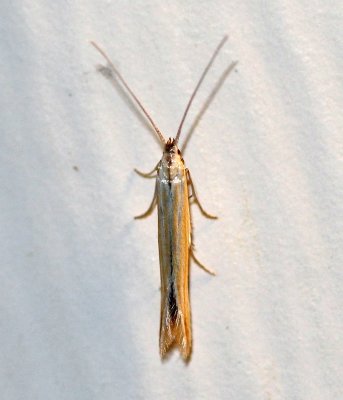 Coleophora mcdunnoughiella