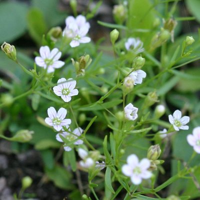 Flowering Plants