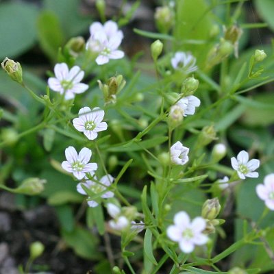 Gypsophila muralis