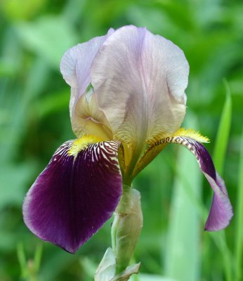 Iris sambucina