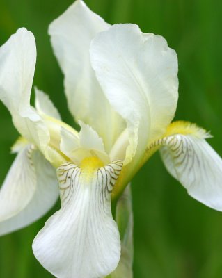 Iris Flavescens