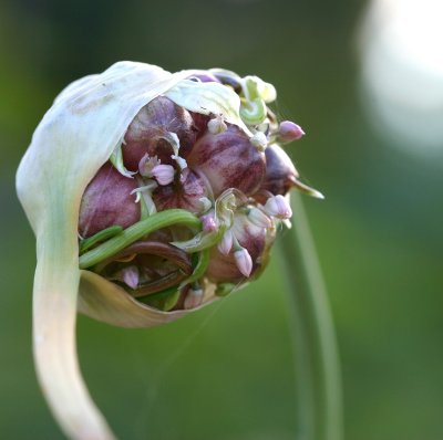 Garlic Scape