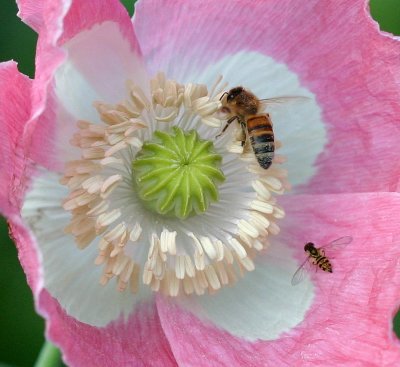 Honeybee, syrphid, and poppy