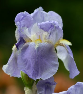 Iris pallida (Grape Scented)