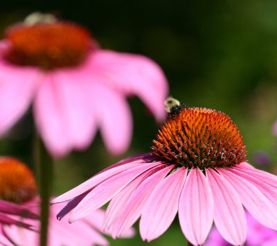 Echinacea and Bee