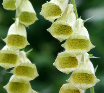 Digitalis grandiflora