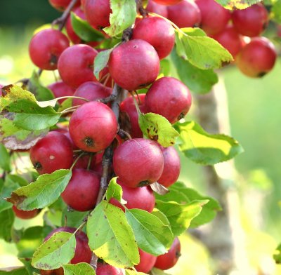 Whitney Crabapples