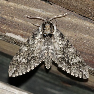 Sphingidae