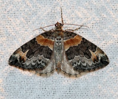 Dysstroma hersiliata