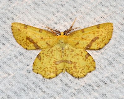 Ennominae
