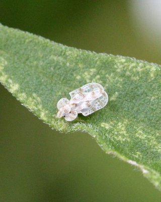 Tingidae