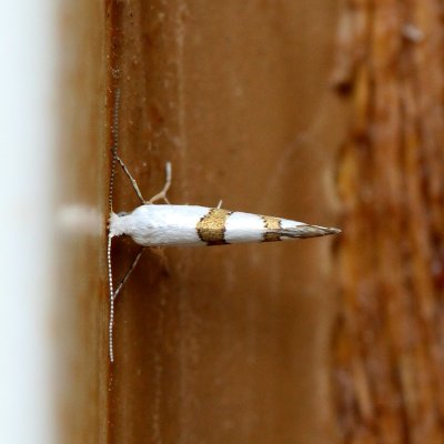 Yponomeutoidea