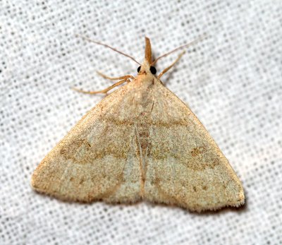Herminiinae