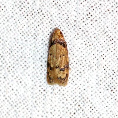 Gerdana caritella