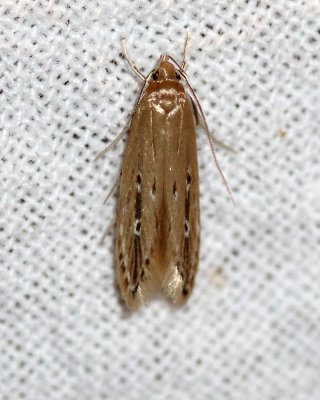 Limnaecia phragmitella